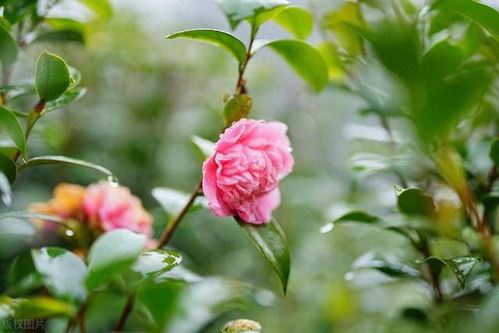 白羊座 對(duì)酒當(dāng)歌,人生幾何,老驥伏櫪,志在千里