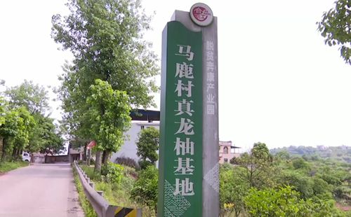 老驥伏櫪志在帶領(lǐng)群眾脫貧致富——記中國(guó)好人曾玉才